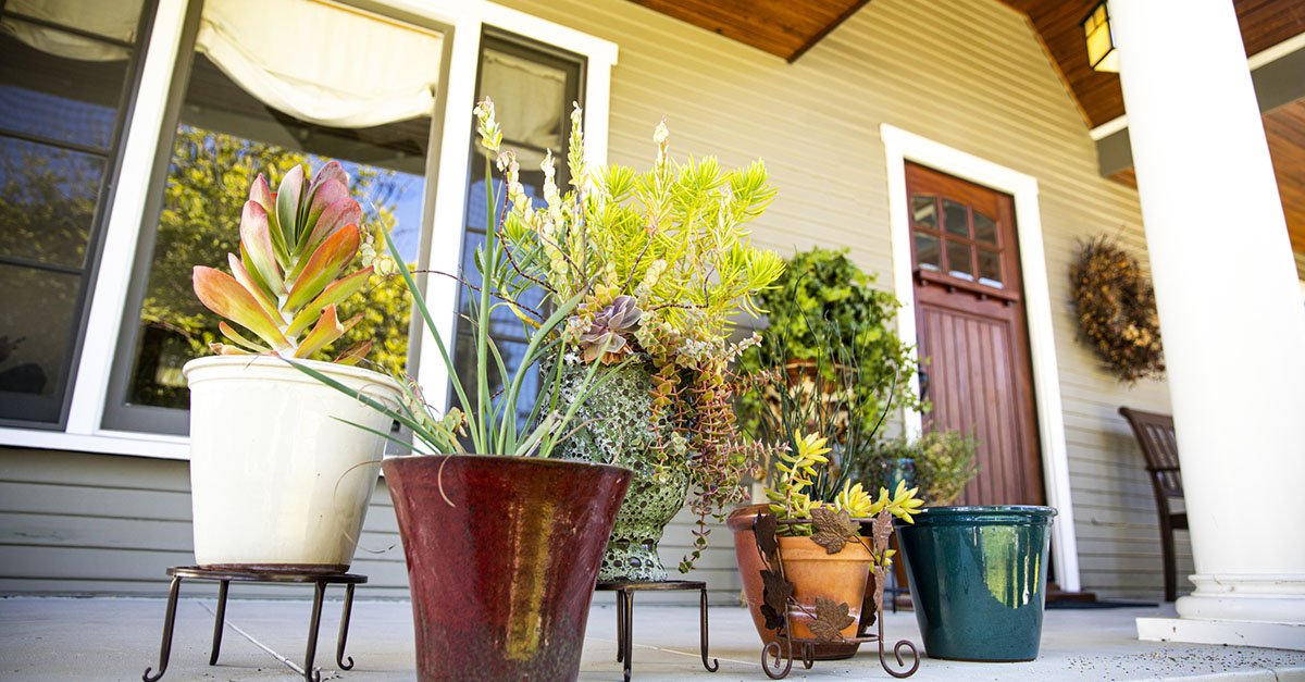 Flowers and succulents in front of a craftsman home